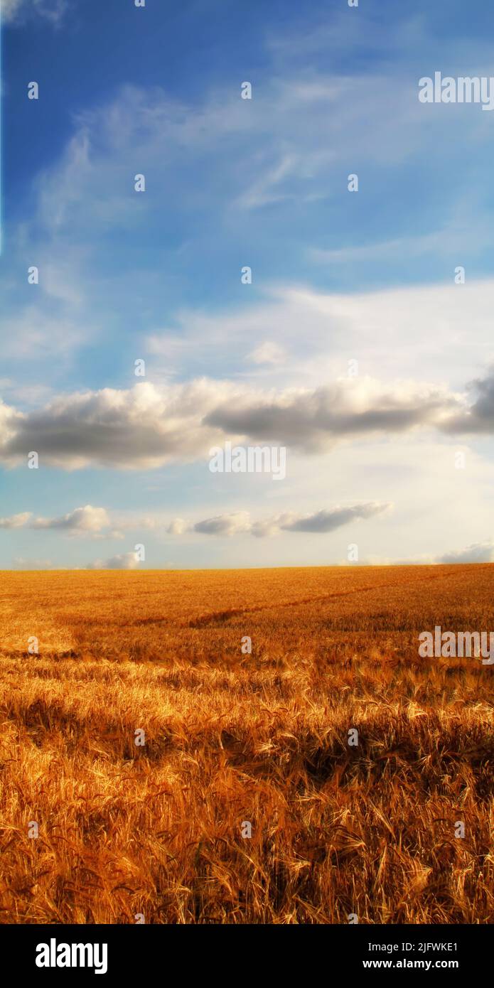 Goldenes Kornfeld vor einem blauen Himmel mit Wolken. Friedliche Naturszene mit lebendigen, hellen Farben. Weizen wächst auf einem ländlichen Bio-Bauernhof. Nachhaltig Stockfoto