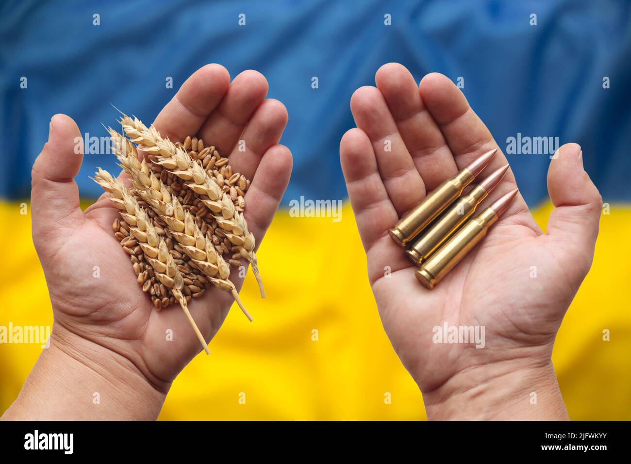 Mögliche Nahrungsmittelkrise durch den Krieg in der Ukraine verursacht. Hände mit Weizenkorn und Munitionslagge, Ukraine-Flagge im Hintergrund. Konzept. Stockfoto