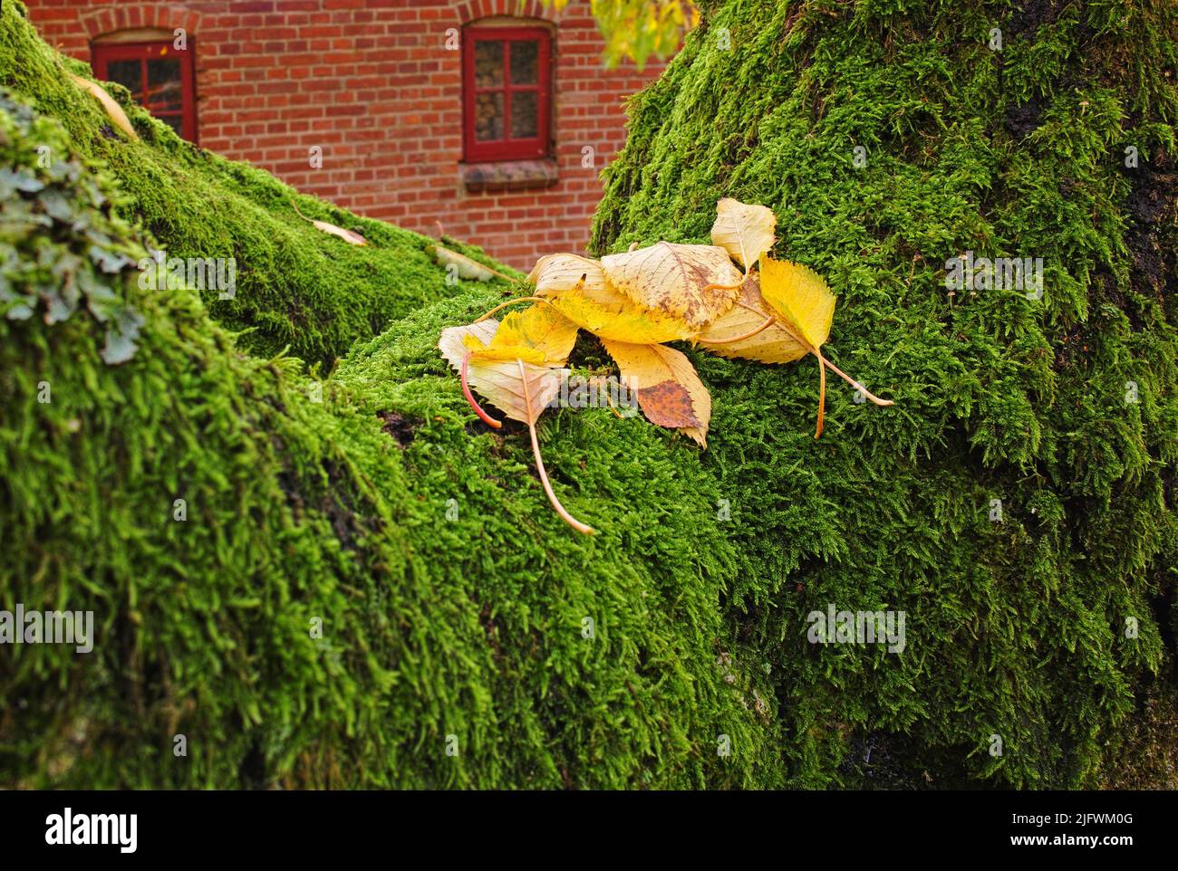 Clsoeup aus gelben Blättern auf grünem Brokatmoos mit einem Haus im Hintergrund. Moosbedeckte Wand oder Gartenhecke an einem frühen Herbstmorgen. Grün Stockfoto