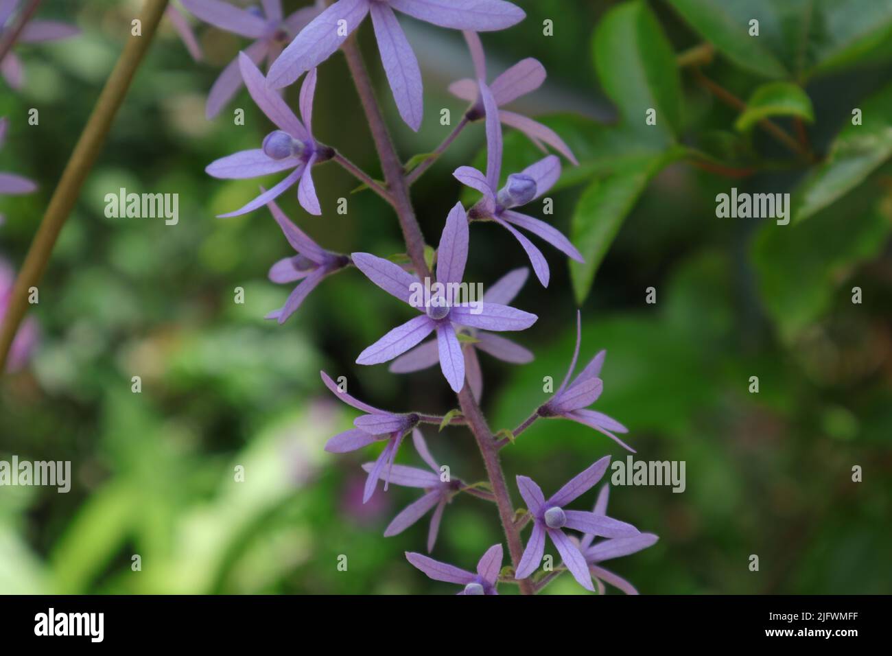Blühende Blütenknospen einer Sandpapierrebe (Petrea Volubilis) Stockfoto
