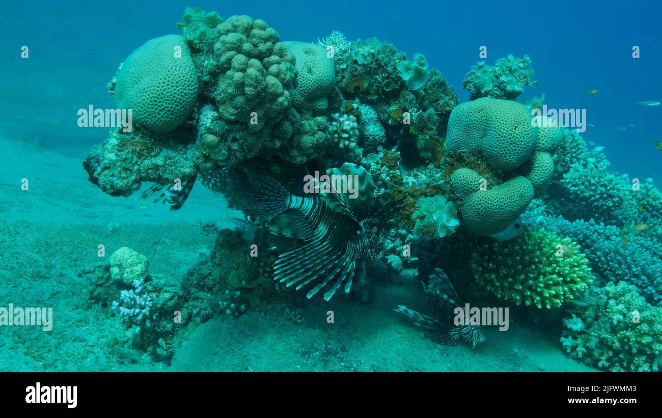 In der Nähe des Korallenriffs schwimmen gemeine Lionfische oder Rotlionfische (Pterois volitans). Rotes Meer, Ägypten Stockfoto