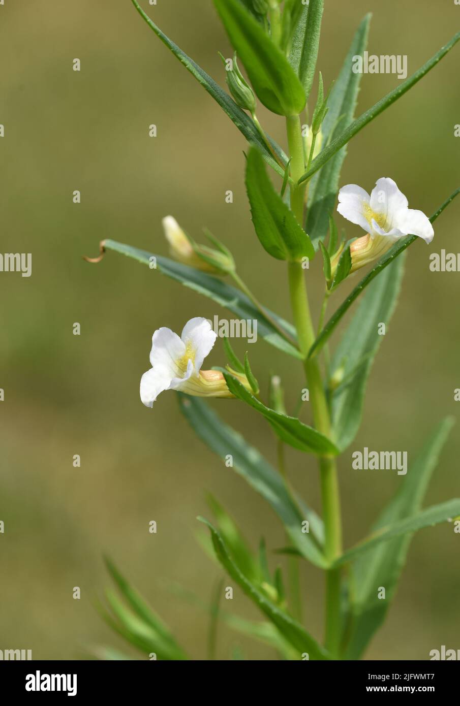 Gottes-Gnadenkraut, Gratiola, Officinalis ist eine wichtige Heilpflanze mit weißen Blueten und wird auch in der Medizin verwendet. Gottes Gnadenherb, Stockfoto