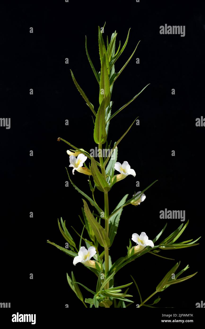 Gottes-Gnadenkraut, Gratiola, Officinalis ist eine wichtige Heilpflanze mit weißen Blueten und wird auch in der Medizin verwendet. Gottes Gnadenherb, Stockfoto