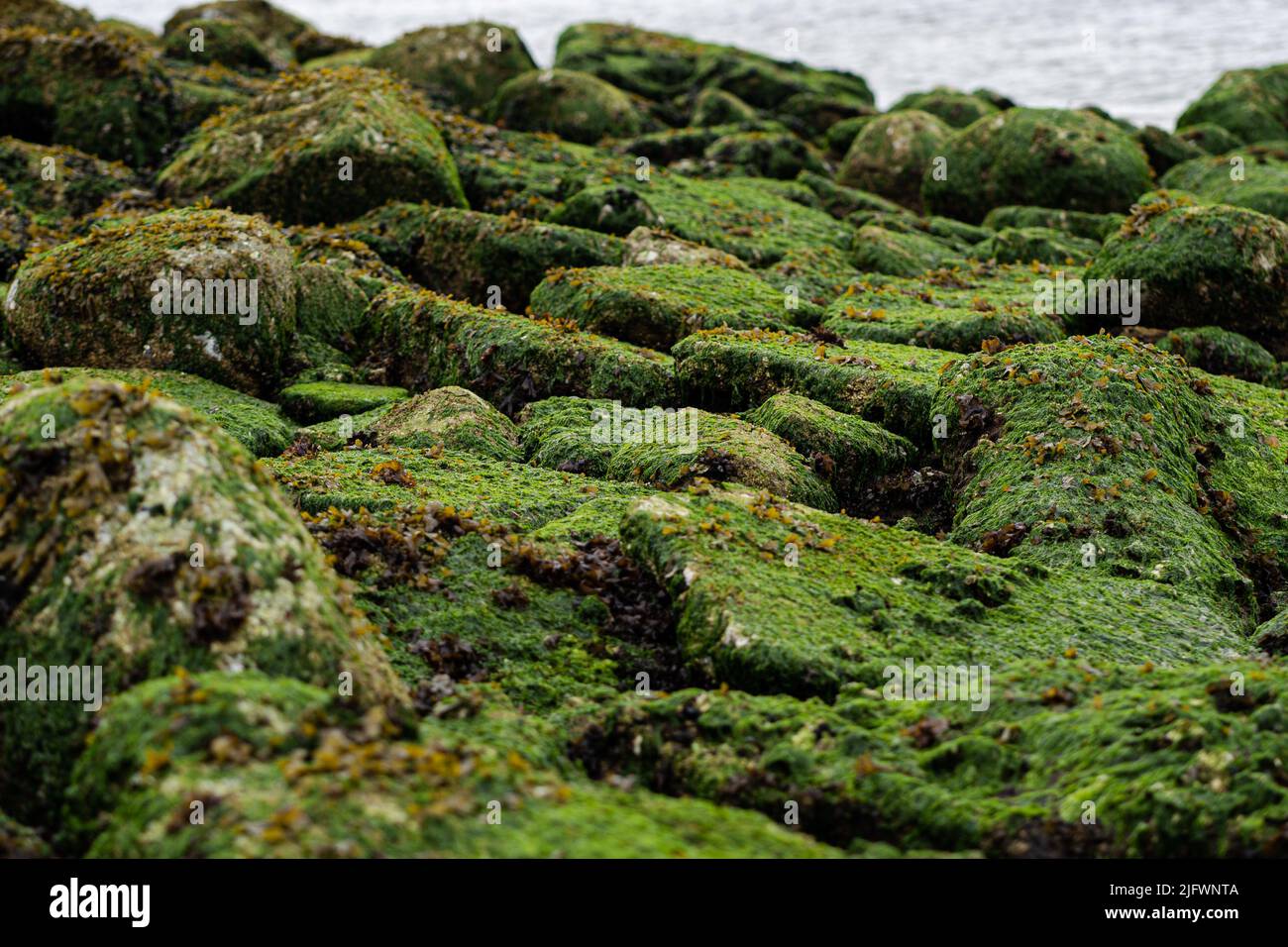 Moosige Felsen und Steine Stockfoto
