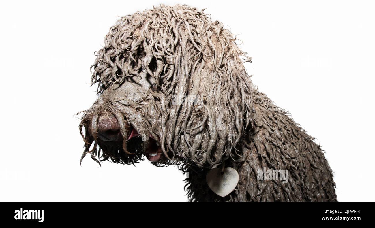 Profil schmutziger Welpenhund, der in einer Schlammpfütze nach dem Spiel Ausschau halten kann. Isoliert auf weißem Hintergrund Stockfoto