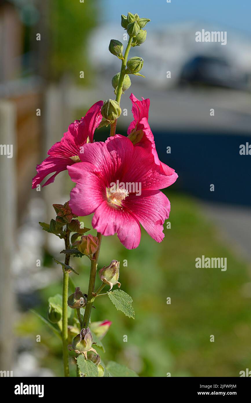 Closeup roten Stockrosen (Alcea Rosea) Blumen Stockfoto