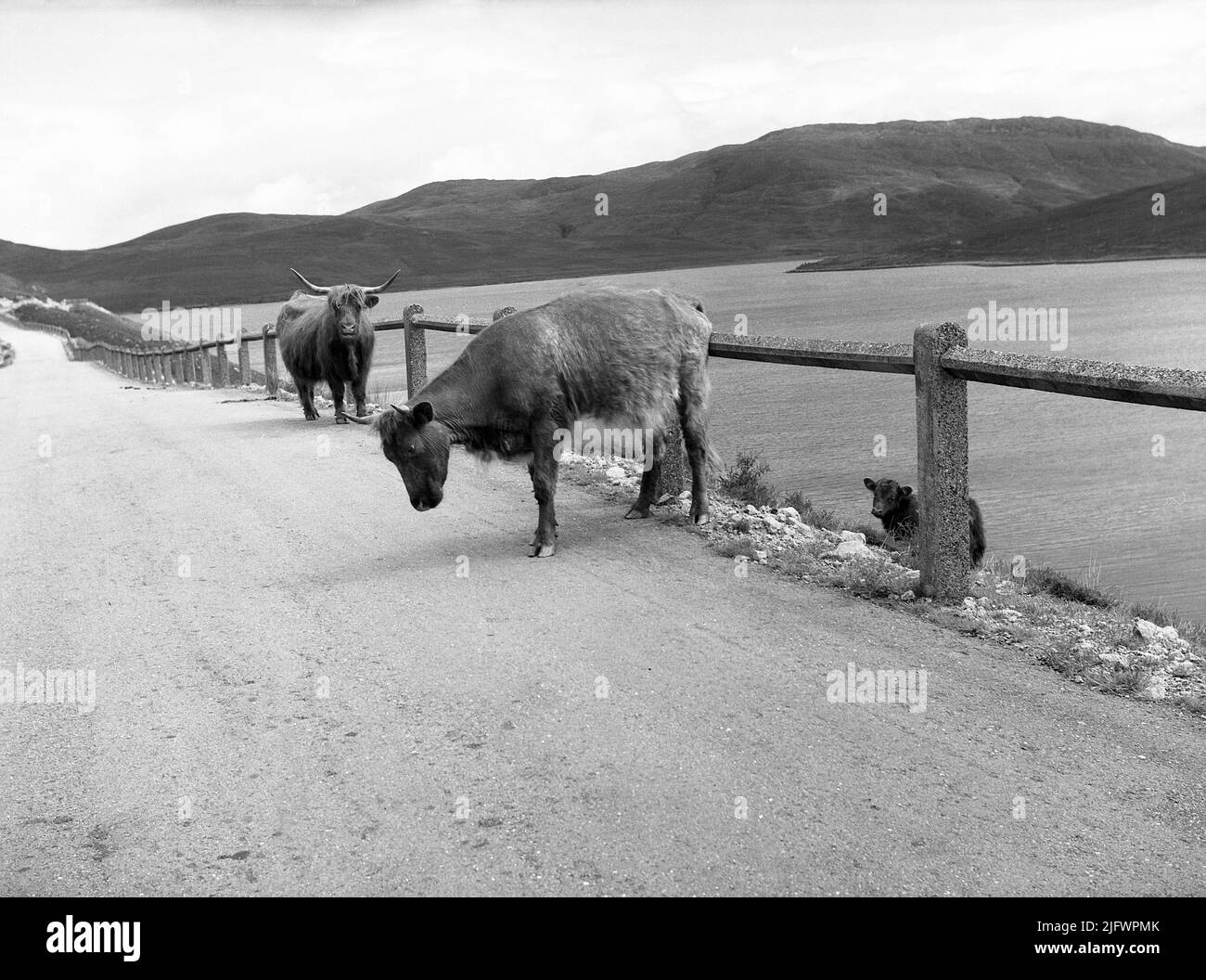 1956, historisch, zwei Hochlandrinder auf der Seite einer Straße an einem loch, Highlands, Schottland, Großbritannien. In vielen Gebieten des schottischen Hochlandes kann man die Hochlandkuh frei herumlaufen sehen. Stockfoto