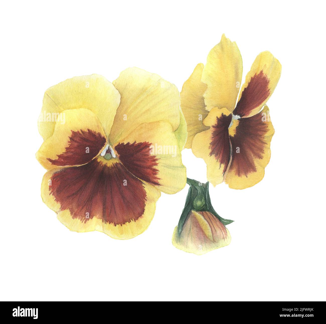 Pansy Blumen handgezeichnet in Aquarell. Blumenelement auf weißem Hintergrund für Ihre kreativen Projekte, Karten, Einladungen. Stockfoto