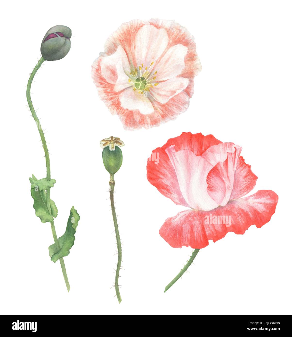 Mohn Blume handgezeichnet in Aquarell. Florales Element zum Erstellen von Karten, Einladungen, Mustern, Verpackungen. Stockfoto