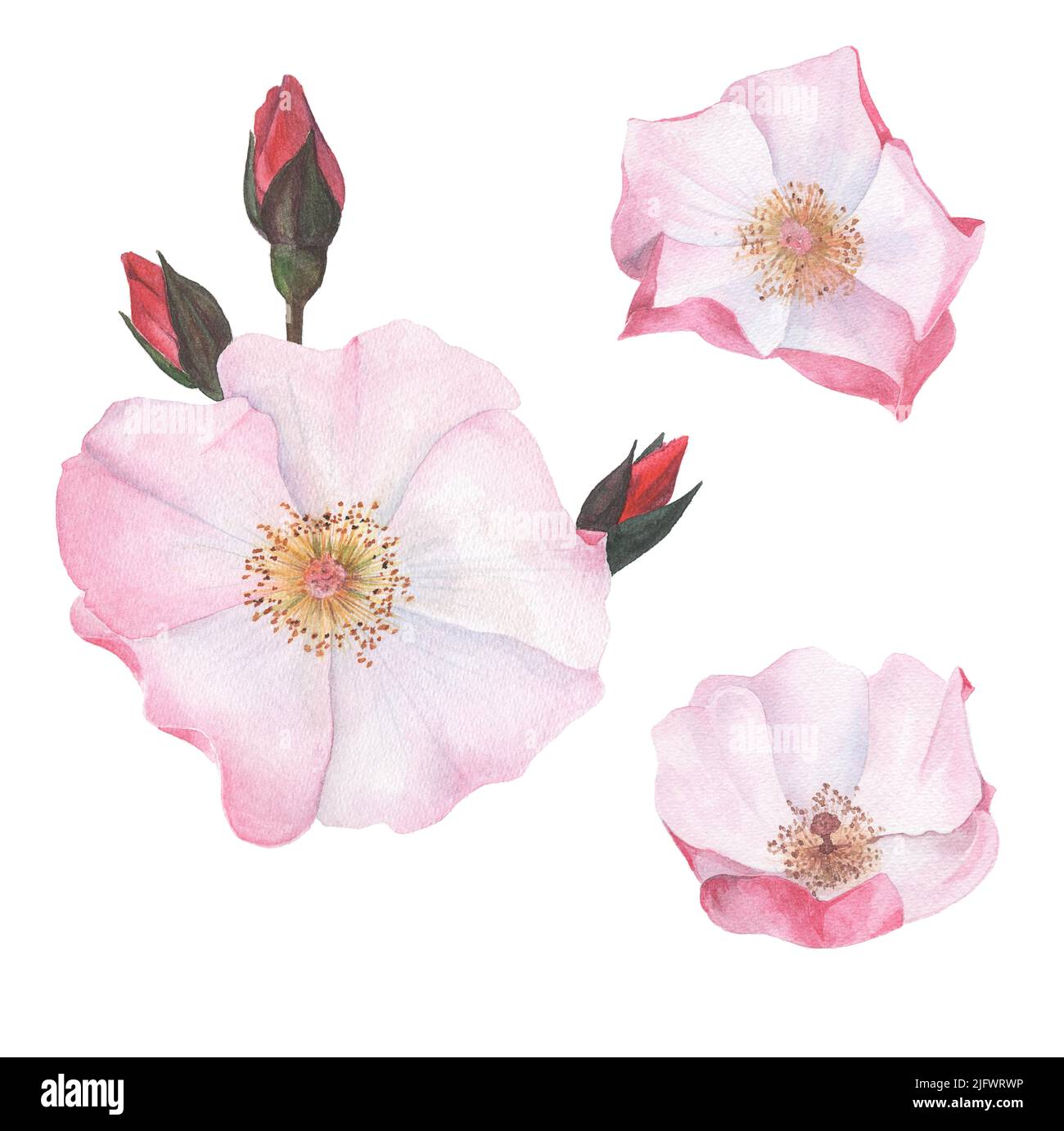 Helle Rosenblüte, handgezeichnet in Aquarell. Florales Element zum Erstellen von Karten, Einladungen, Mustern. Stockfoto