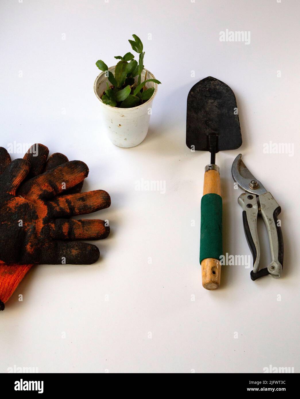 Orangefarbene Handschuhe neben Gartengeräten und ein kleiner Keimling auf einem weißen Tisch Stockfoto