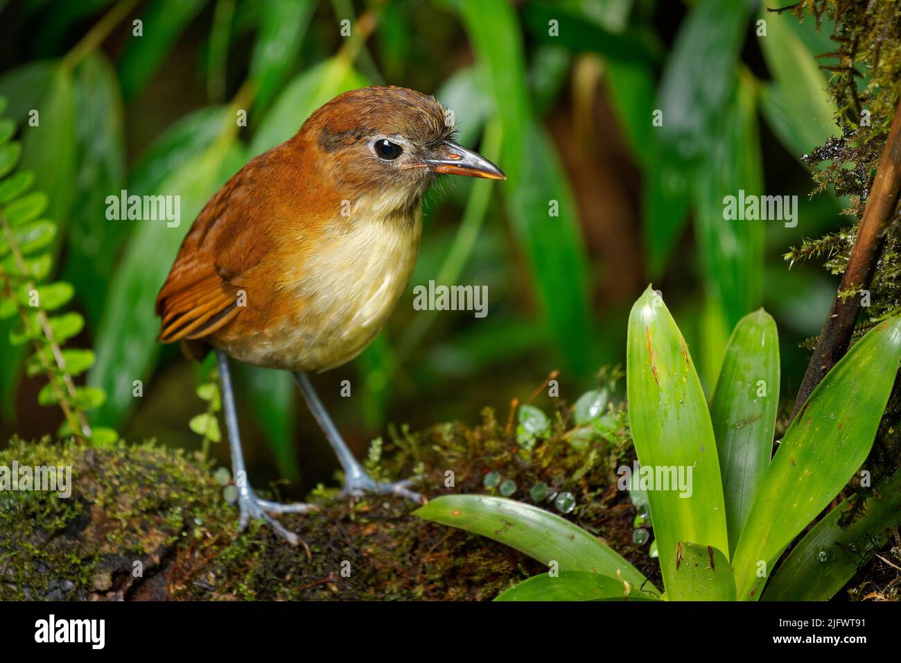 Gelbreiher Antschitta - Grallaria flavotincta Vogel in Grallariidae, die in Kolumbien und Ecuador gefunden werden, ist der natürliche Lebensraum subtropische oder tropische Mois Stockfoto