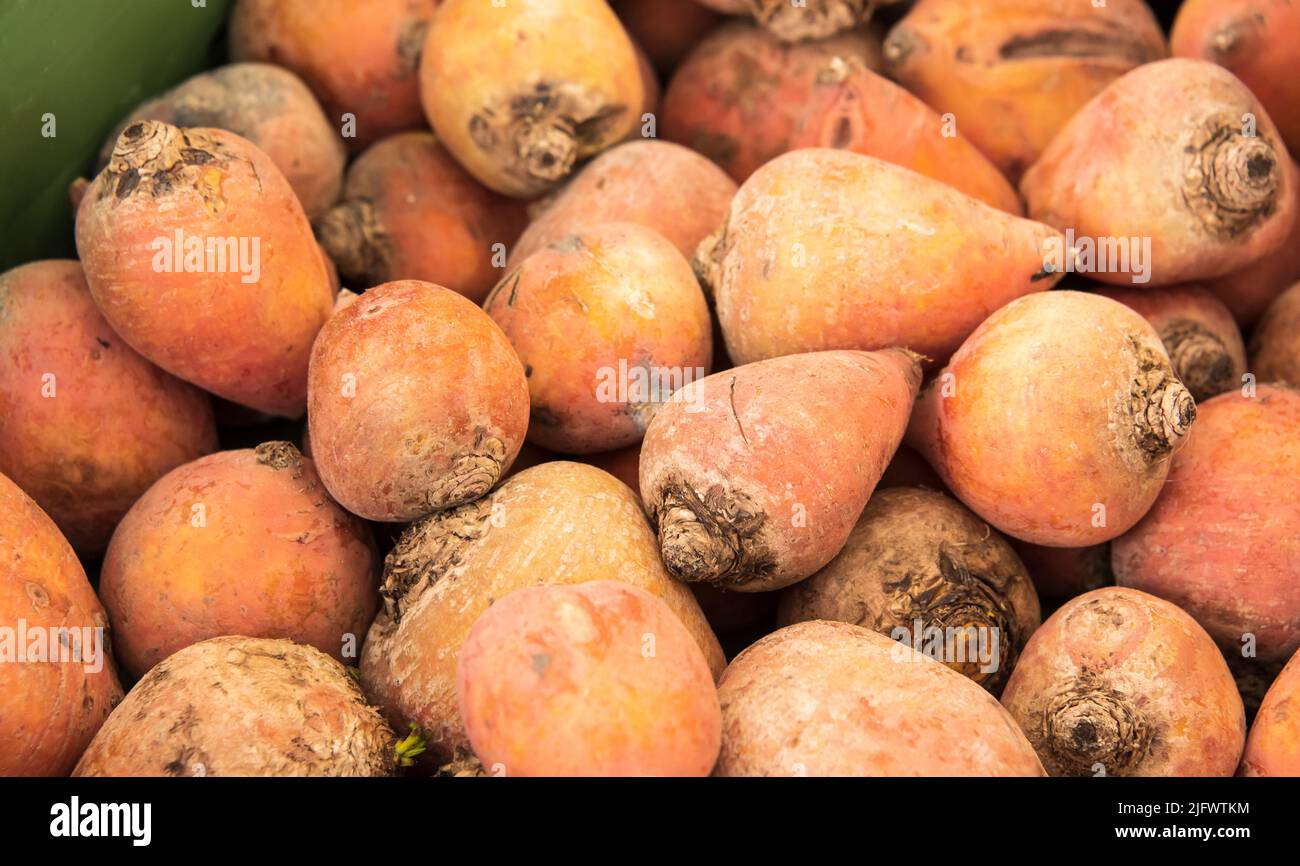 Nahaufnahme der gelben Rübenwurzeln auf einem Bauernmarkt Stockfoto