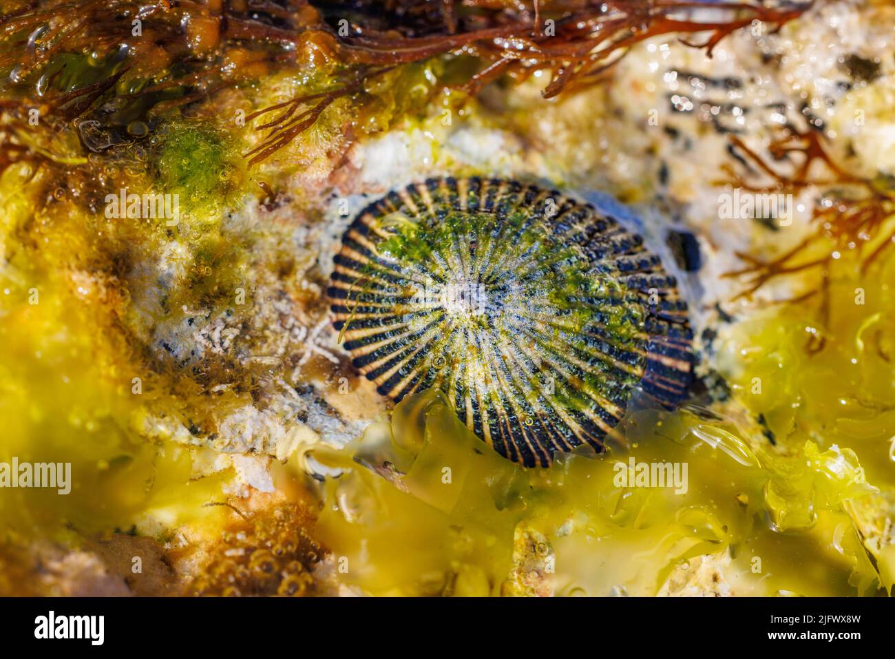 Opihi, Cellana sandmicensis, ist eine endemische Art von Limpet, die in HawaiÔi gefunden wird. Es hat nur eine Schale und klammert sich an die Felsen in einem Gezeitenbecken und entlang Th Stockfoto