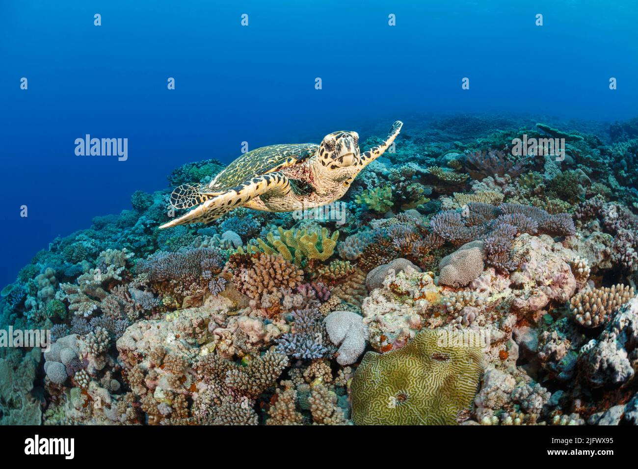 Eine vom Aussterben bedrohte Karettschildkröte, Eretmochelys imbricata, gleitet über ein hartes Korallenriff in Fidschi, Pazifischer Ozean. Stockfoto