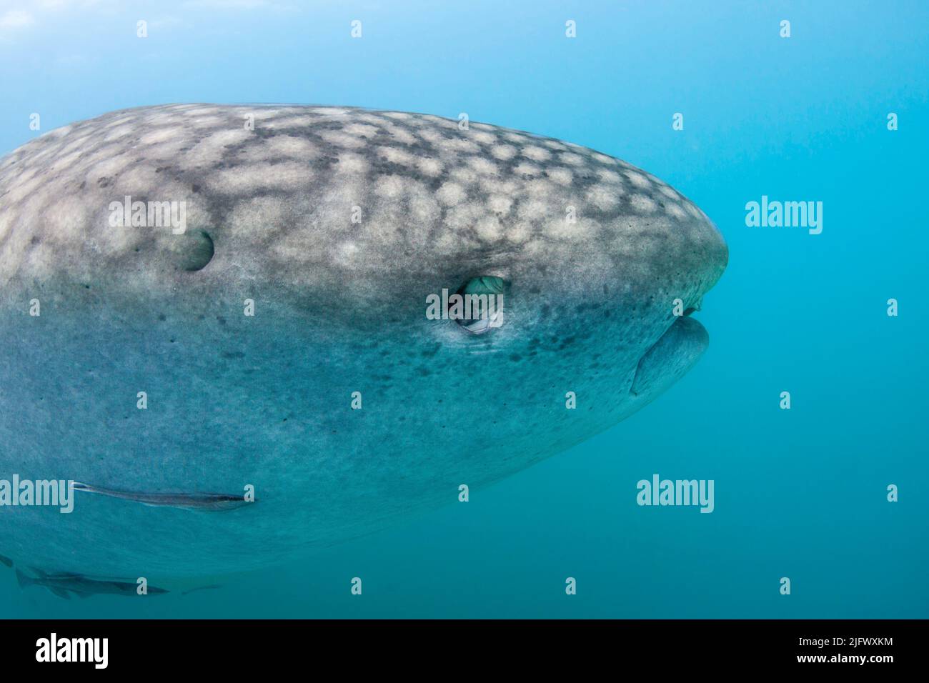 Viele Haie haben ein drittes Augenlid oder eine Nickhaut, um ihre Augen zu bedecken und zu schützen. Walhaie, Rhiniodon-Typus, Augen hingegen Rollen Stockfoto