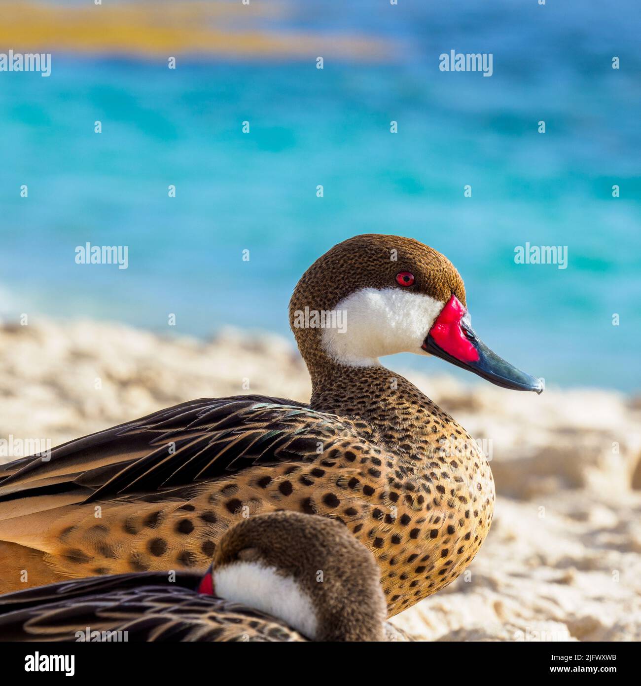 Eine Ente, die am Strand der amerikanischen Jungferninseln ruht Stockfoto