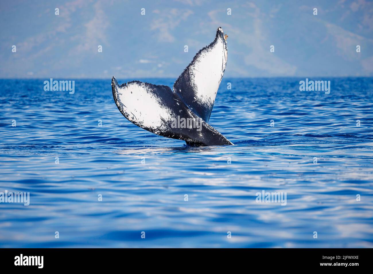 Der Schwanz eines Buckelwals, Megaptera novaeangliae, vor der Küste von Molokai, Hawaii. Stockfoto