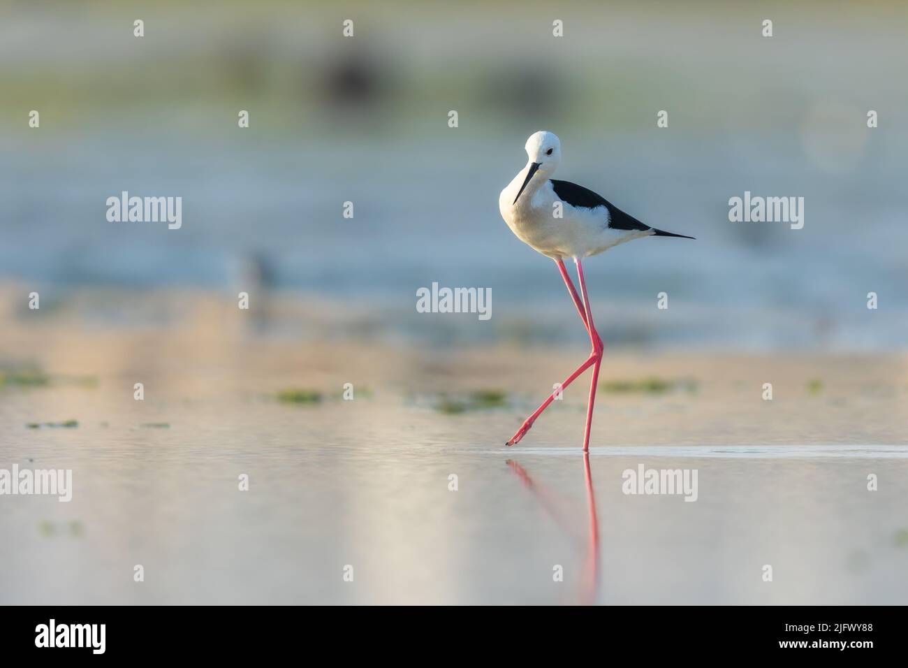 Schwarze geflügelte Stelze im Wasser, Eker, Bahrain Stockfoto