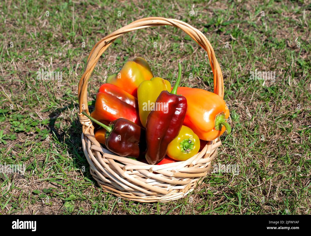 Korb mit angebauten farbigen Paprika. Stockfoto