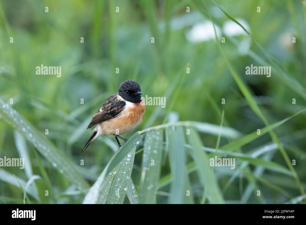 Männlicher sibirischer Stonechat thronte auf grünen Blättern, die mit Tautropfen bedeckt waren Stockfoto