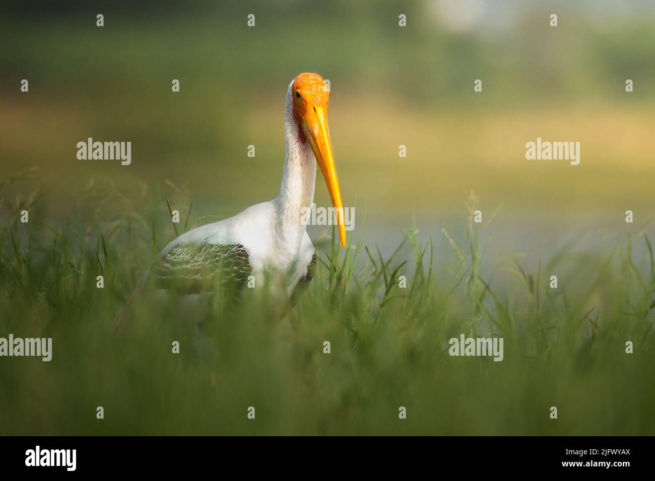 Gemalter Storch, Bhigwanpur, Indien Stockfoto