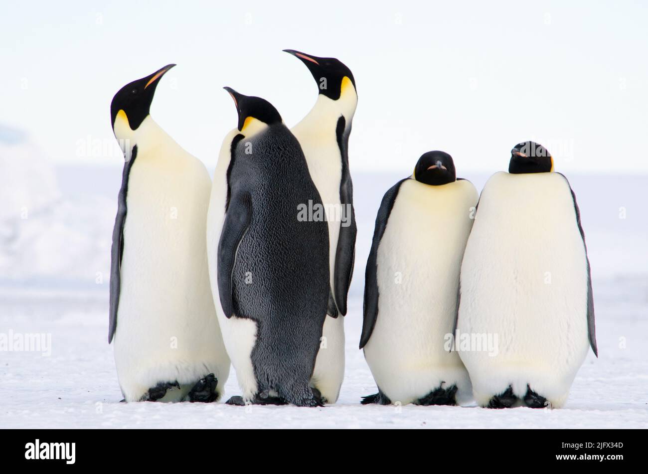 Kaiserpinguine, die größte aller lebenden Pinguinarten, werden auf diesem Foto in der Nähe der Erebus Bay in der Antarktis festgehalten. Der Kaiserpinguin (Aptenodytes forsteri) ist die höchste und schwerste aller lebenden Pinguinarten und endemisch in der Antarktis. Bildnachweis: W.Link/USGS (Bildgenehmigung Nr. 1032-1917) Stockfoto
