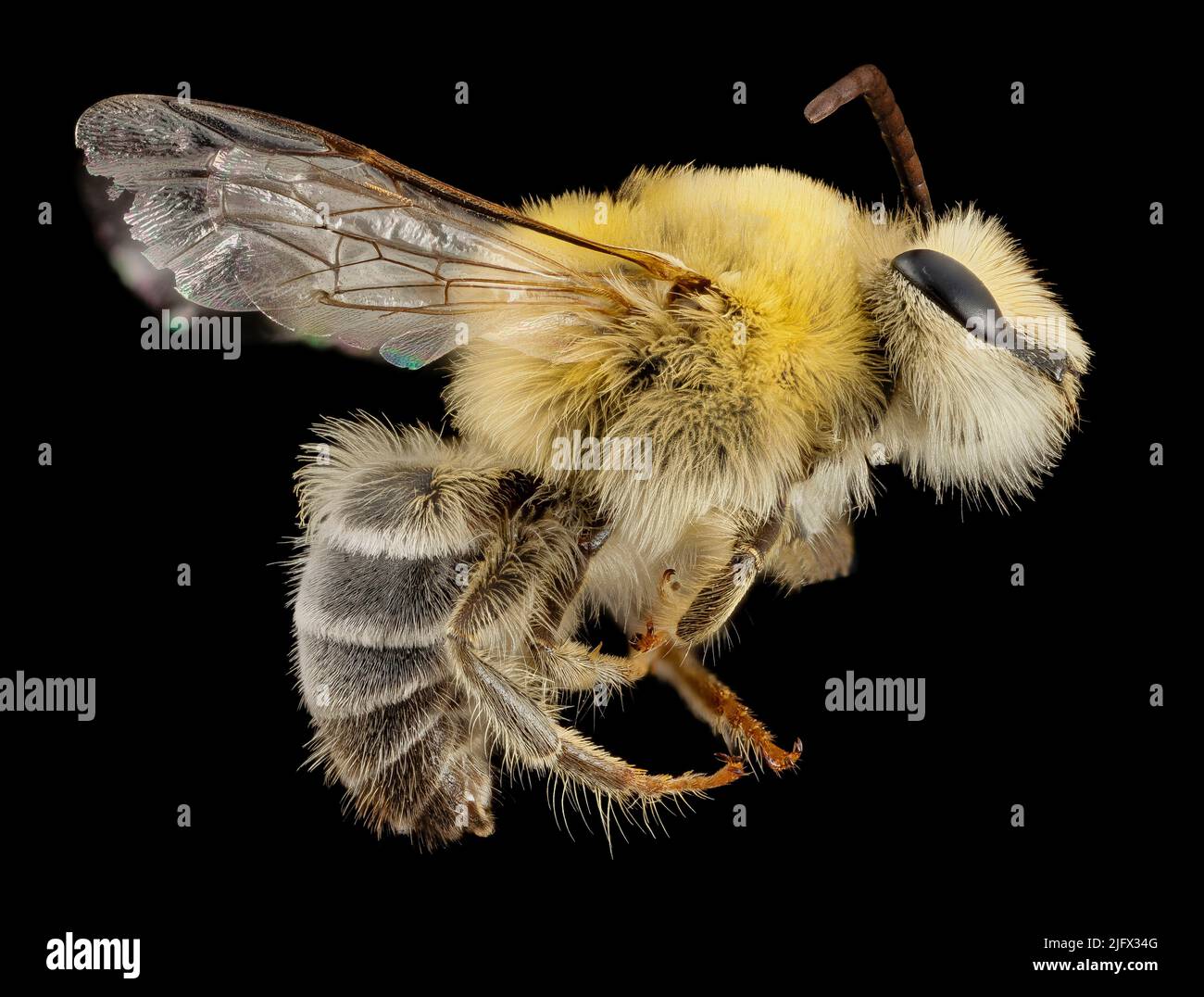 Bartbiene aus Argentinien, klassifiziert als Mourecotelles; unbekannte Hairyye Bee. Gefunden in den westlichen gemäßigten Regionen Südamerikas. Es gehört zu einer wenig untersuchten Gruppe und die meisten der geleisteten Arbeiten stammen aus Museen, in denen 22 Arten aus verschiedenen Sammlungen beschrieben wurden. Gutschrift USGS/BIML Stockfoto