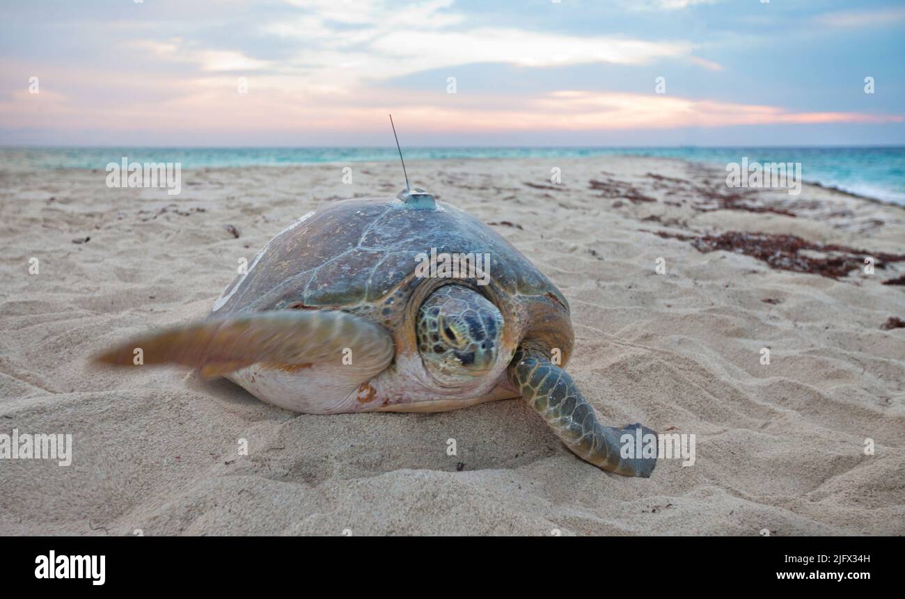 Verfolgung von Meeresschildkröten im Dry Tortugas National Park, Florida. Brütende grüne Meeresschildkröten profitieren von Meeresschutzgebieten, indem sie Lebensräume innerhalb ihrer Grenzen nutzen.Grüne Schildkröten sind in Florida gefährdet und im gesamten Rest ihres Bereichs bedroht. USGS-Forscher verfolgten Schildkröten mit Satelliten-Tags und fanden heraus, dass sie einen Großteil ihrer Zeit in geschützten Gebieten sowohl im Dry Tortugas National Park als auch in den umliegenden Gebieten des Florida Keys Marine National Sanctuary verbracht haben. Kredit: USGS Stockfoto