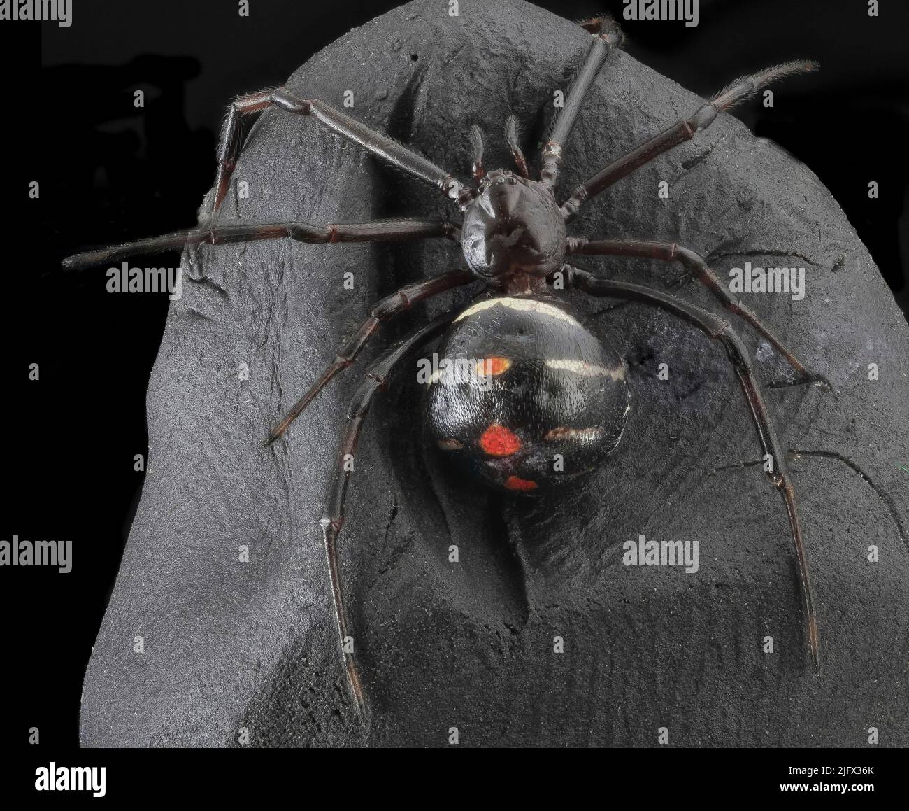 Schwarze Witwe. Latrodectus variolus, die nördliche schwarze Witwenspinne oder nördliche Witwe, ist eine Spinnenart der Gattung Latrodectus der Familie Theridiidae, die in Beltsville, MD, gefunden wurde und typischerweise in den mittelatlantischen Staaten zu finden ist. Bildnachweis: USGS Stockfoto