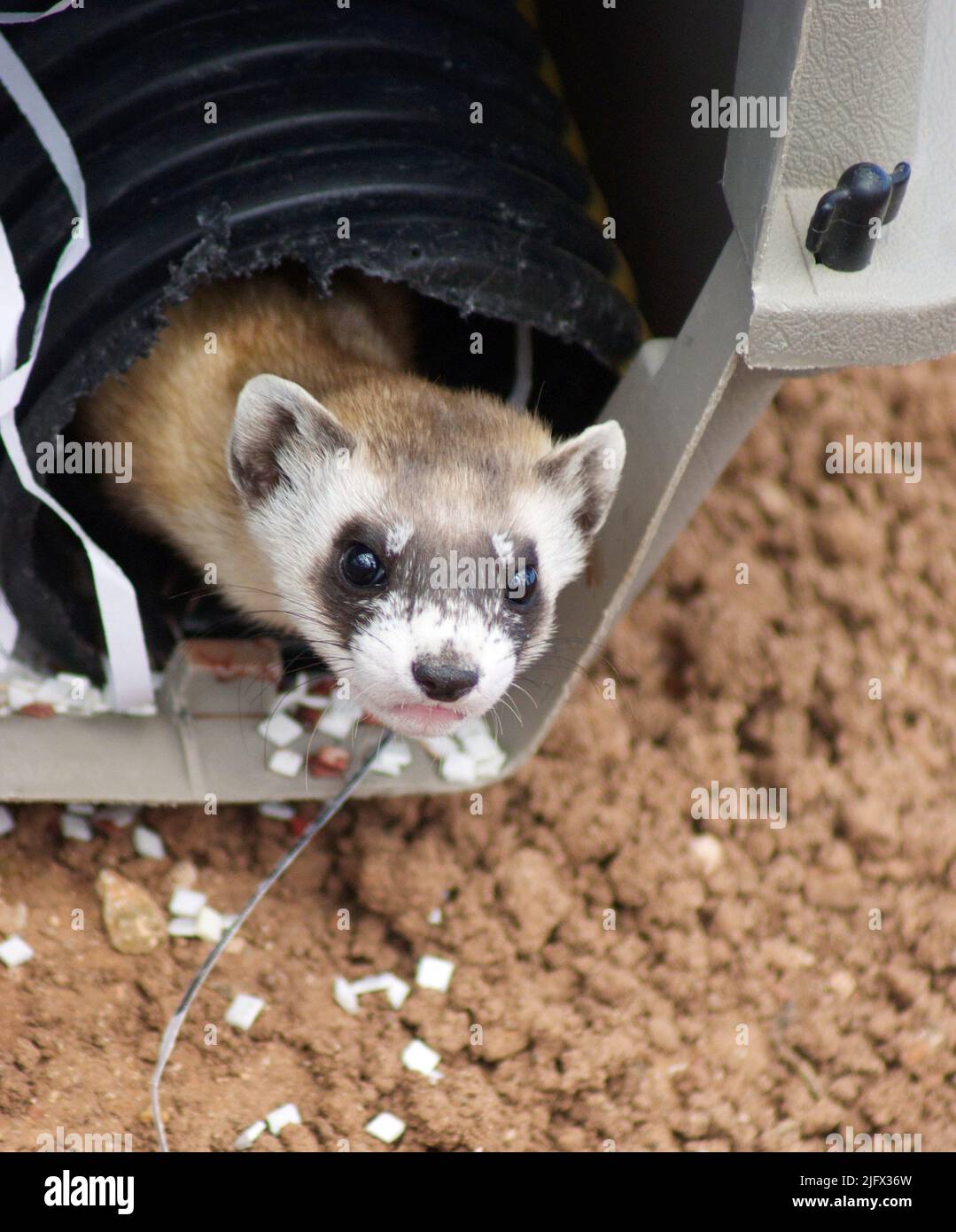 Black-Footed Ferret Release. Mustela nigripes. Ein gefährdetes Schwarzfuß-Frettchen, das auf privatem Land auf der Espee Ranch, Arizona, USA, im Rahmen einer gemeinschaftlichen Artenrückgewinnung freigesetzt wurde. Diese Frettchen sind auf Präriehunde angewiesen, um Nahrung zu erhalten, aber die Sylvatische Pest bedroht viele Präriehundkolonien in den Vereinigten Staaten. Die USGS testet einen oralen Sylvatikpest-Impfstoff für Präriehunde, der potenziell dazu beitragen könnte, Populationen von Schwarzfuß-Frettchenraub zu erhalten.Quelle: T.Rocke / USGS. Stockfoto