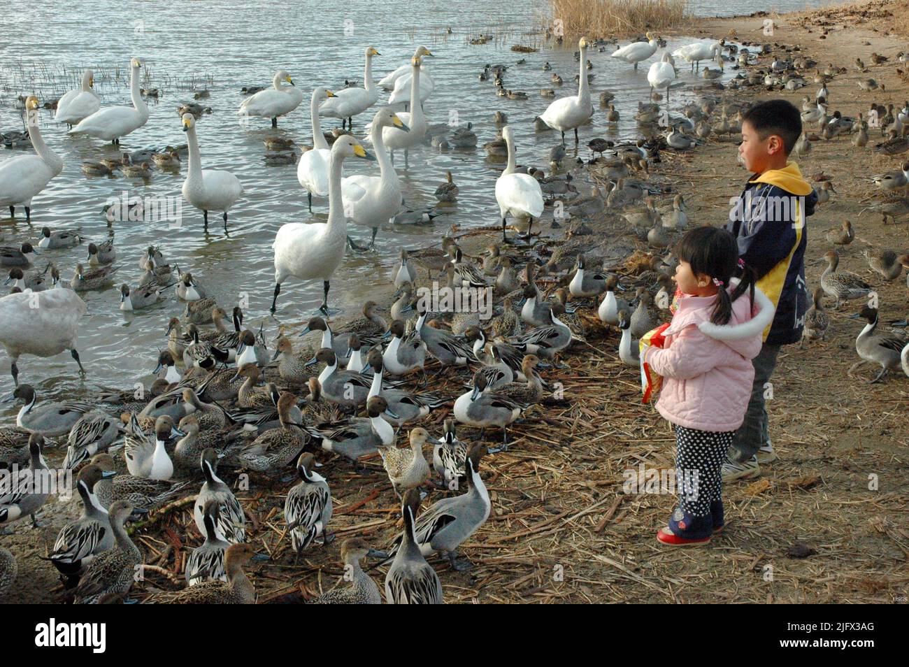 Kinder füttern Wildvögel. Interaktionen zwischen Wildtieren und der menschlichen Gesundheit. Das Potenzial von Krankheiten wie der Vogelgrippe (Avian Influenza), sich weltweit schnell zu verbreiten, hat die Forschung an zoonosesÑdiseases beschleunigt, die zwischen Tieren und Menschen übertragen werden. Die Pläne zur Untersuchung und Prävention/Kontrolle solcher Ausbrüche beinhalten die Koordination standardisierter Daten zur Gesundheit von Tieren und Menschen, eine verstärkte Zusammenarbeit zwischen Tierärzten, Ärzten und Wildtierbiologen sowie die Entwicklung von Frühwarnsystemen.der Zusammenhang zwischen menschverursachten Umweltveränderungen wird ebenfalls untersucht.Quelle: J.Pearce/USGS Stockfoto