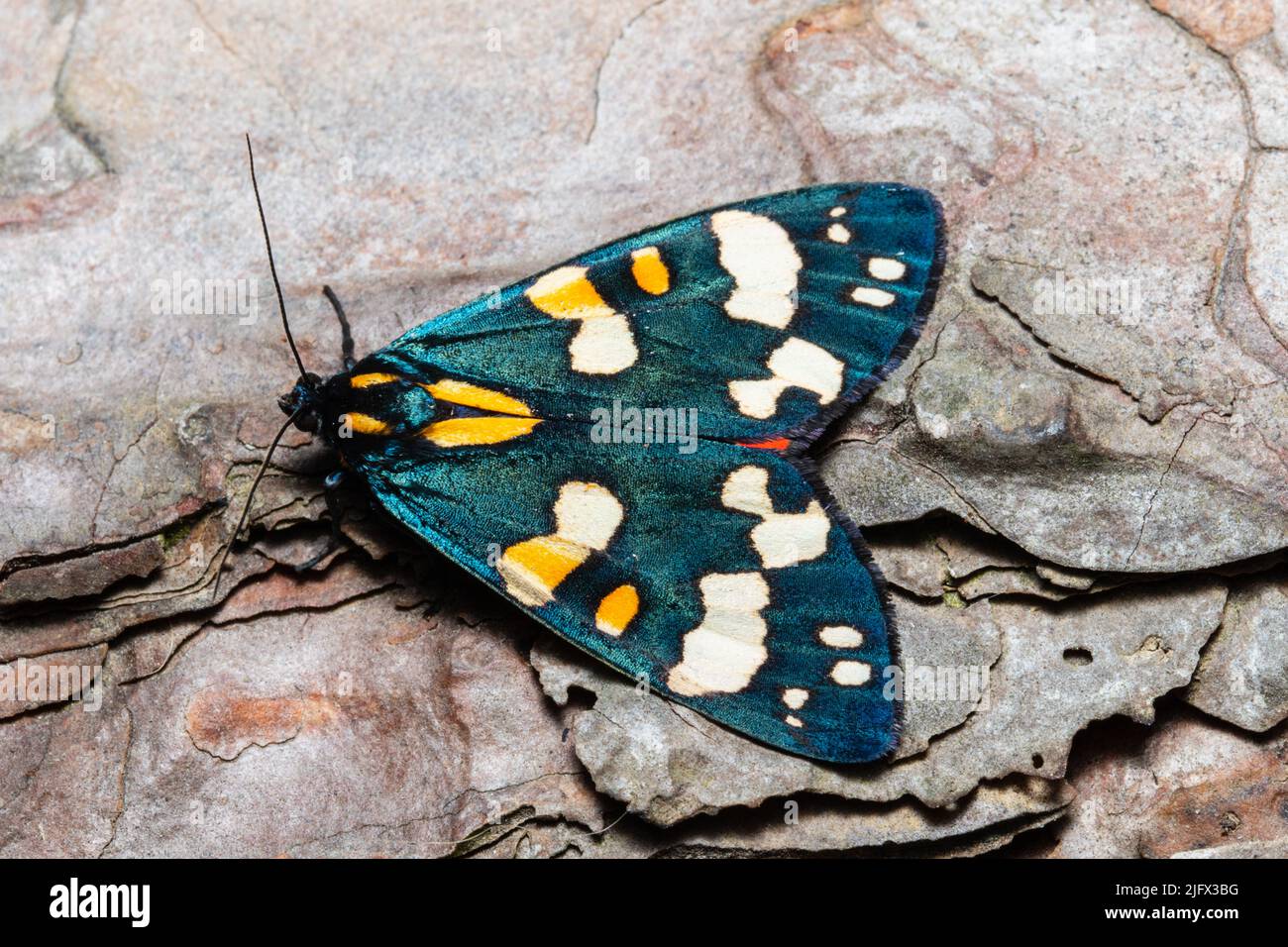 Eine scharlachrote Tiger-Motte, Callimorpha dominula, früher Panaxia dominula, ruht auf der Rinde eines Baumes. Stockfoto