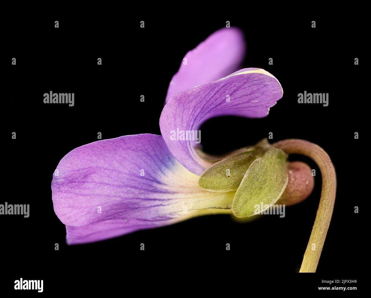 Detail von Common Blue Violet. Viola sororia. Gefundenes Exemplar in Howard County, Maryland, USA, Quelle: USGS/BIML Stockfoto