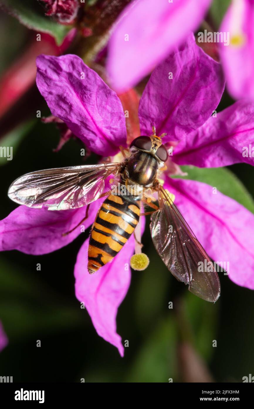 Eine weibliche Episyrphus balteatus-Schwebfliege, manchmal auch die Marmelade-Schwebfliege genannt, thront auf einer Blume. Stockfoto