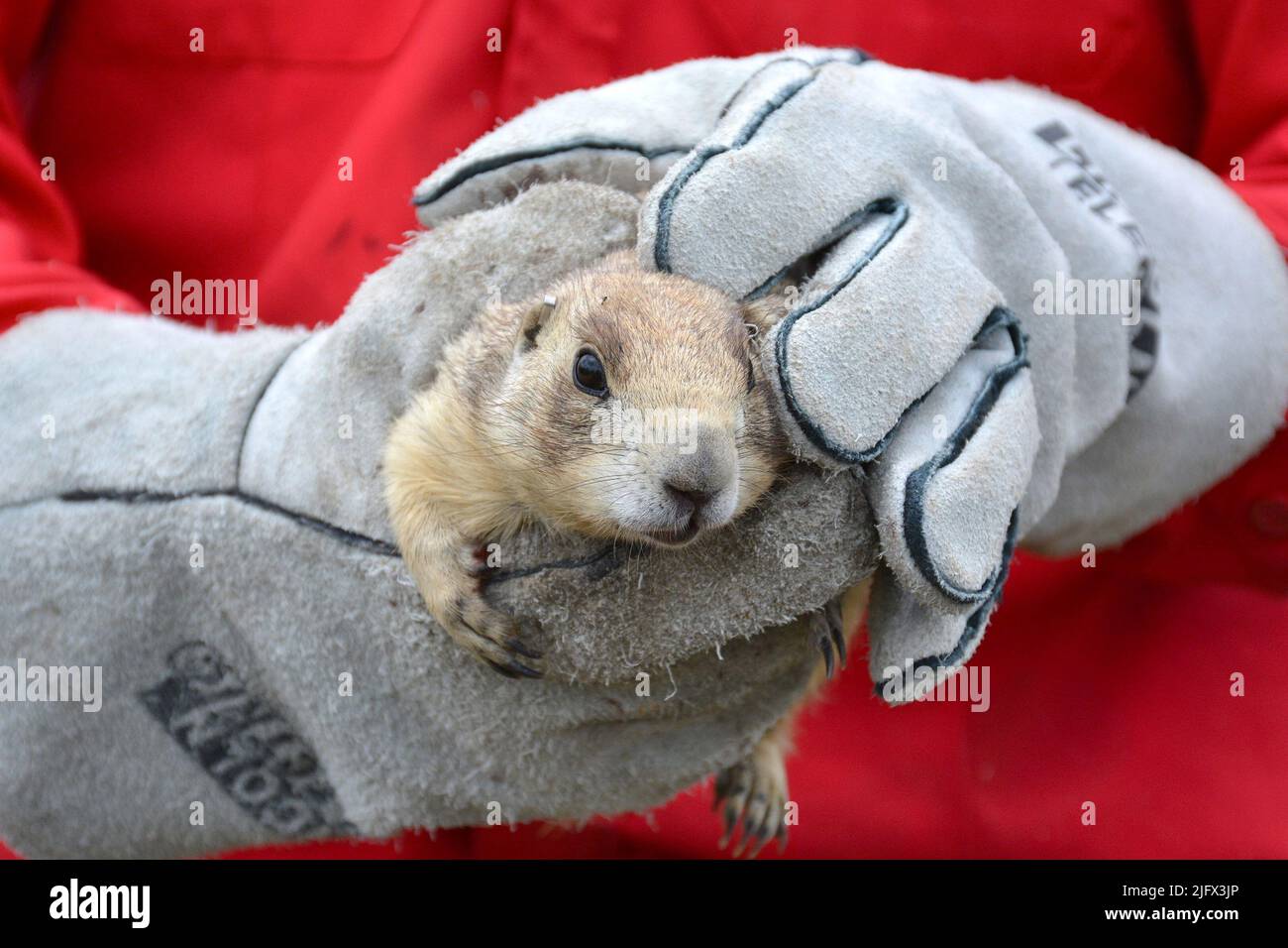 Dieser wilde Präriehund wurde von Wissenschaftlern mit einem Tag versehen, um die Wirksamkeit eines von USGS entwickelten oralen sylvatischen Pest-Impfstoffs (SPV) zu untersuchen, der dazu beitragen soll, Präriehunde gegen Pest zu immunisieren. Es wurde nach der Markierung und nachdem Wissenschaftler Haare, Whisker und Blutproben entnommen hatten, freigesetzt. Wenn der SPV erfolgreich wäre, könnte er helfen, gefährdete Schwarzfußpferde-Populationen in den westlichen USA zu schützen, da die Frettchen auf Präriehunde als Nahrung angewiesen sind. Kredit: M.Lübeck/USGS. Stockfoto