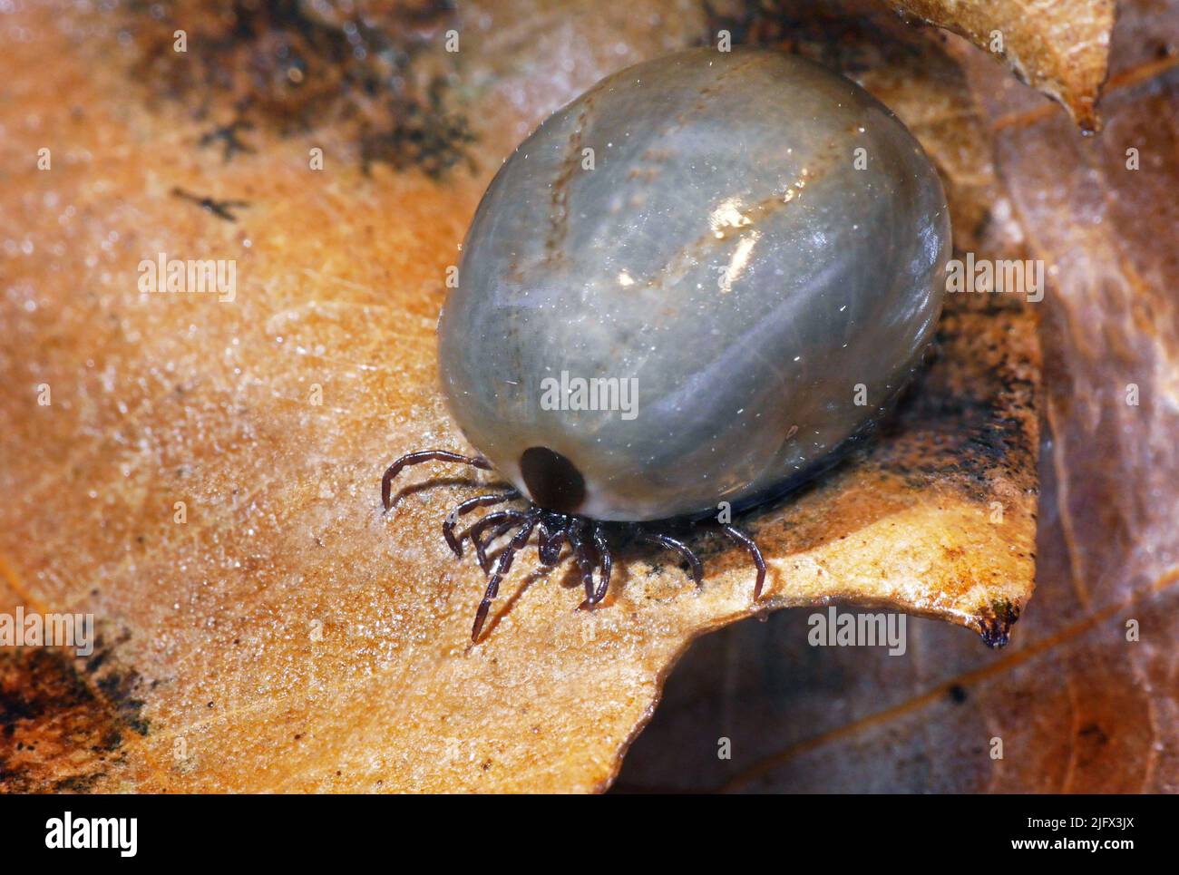 Weibliche Hirschschnecke. Zecken verbreiten die größte