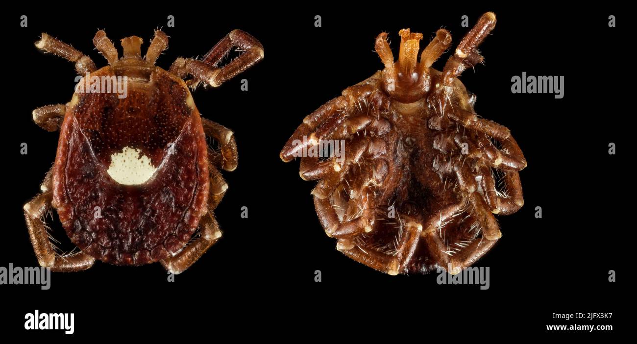 Zusammengesetztes Bild, das die Ober- und Unterseite eines Einzelsternticks in Makrodetails zeigt. Dieses Exemplar wurde in Hot Springs Village, Arkansas, USA, gefunden. Amblyomma americanum. Amblyomma americanum, auch bekannt als die Einzelsternzecke, die nordöstliche Wasserzecke, oder die türkei-Zecke, oder die "Cricker Tick", ist eine Art von Zecken indigenen viel der östlichen Vereinigten Staaten und Mexiko, Das schmerzlich beißt und häufig unbemerkt bleibt und bis zu sieben Tage lang an seinem Wirt hängen bleibt, bis es vollständig mit Blut verschmiert ist. Es ist Mitglied des Stammes Arthropoda, Klasse Arachnida.Quelle: USGS/BIML Stockfoto