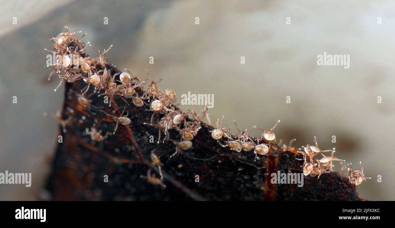 Zecken verbreiten die größte Vielfalt an Krankheiten, die schädlich für den Menschen sind, einschließlich Lyme-Borreliose. Dies ist ein Bild von blacklegged Zecken, oder Hirschzecken (Art Ixodes scapularis). Kredit: USGS/BIML Stockfoto