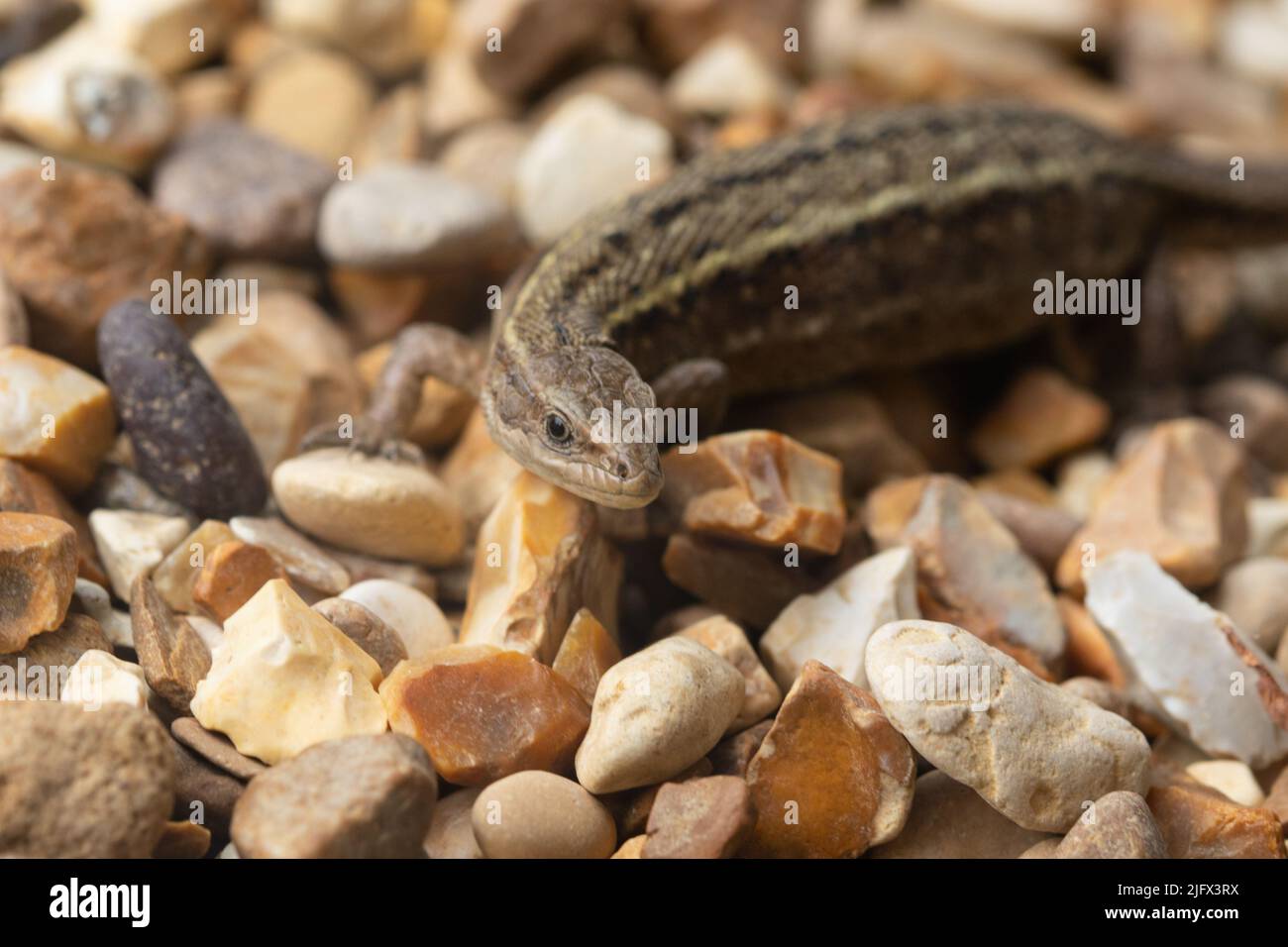 Eine viviparöse Eidechse oder gewöhnliche Eidechse, Zootoca vivipara, ehemals Lacerta vivipara, die auf einem Kiesbett jagt. Stockfoto