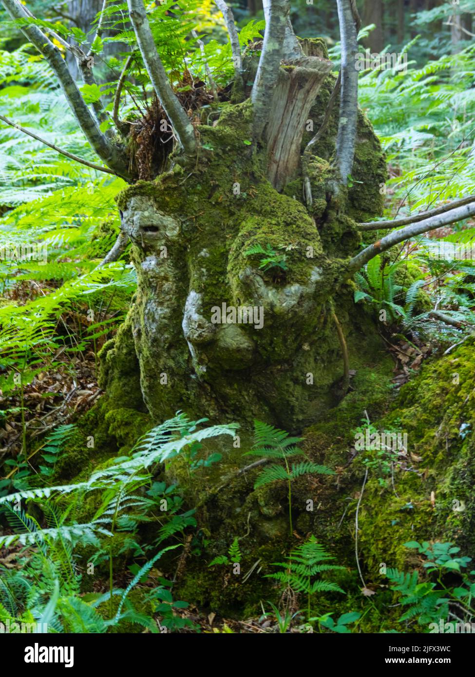 Ein Baumstamm im Forest of Dean, der bemerkenswert wie ein Gesicht aussieht. Stockfoto