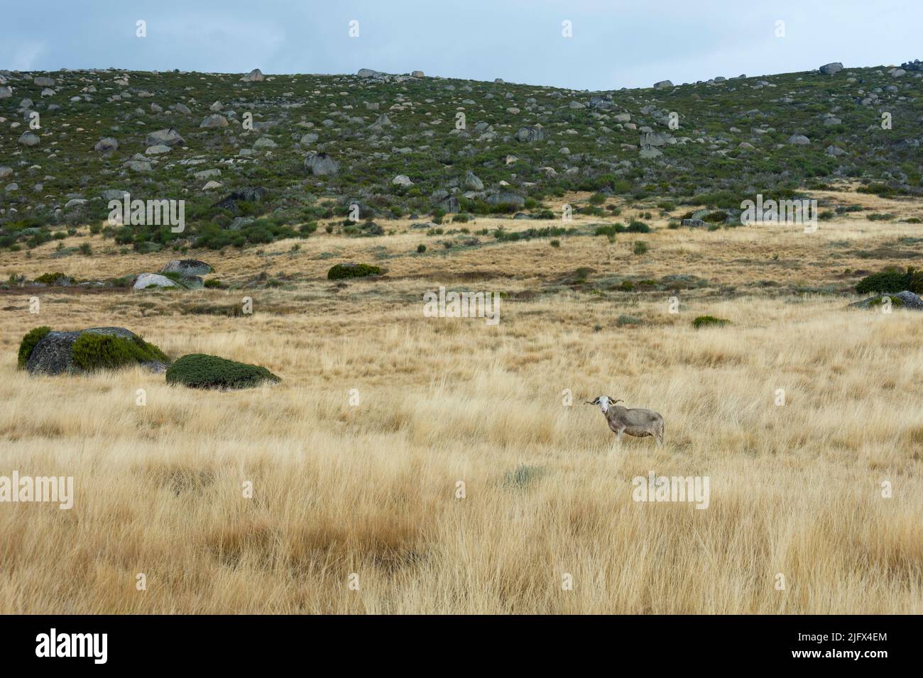 Ein Schaf auf einem Hang mit Felsen und gelbem Gras im Nationalpark Serra da Estrela, Bezirk Gouveia, Portugal Stockfoto