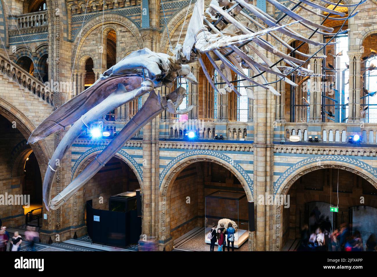 Whale skelton, genannt Hope, in der Hintze Hall. Naturkundemuseum. Kensington & Chelsea, , London, United Kindom, Europa Stockfoto