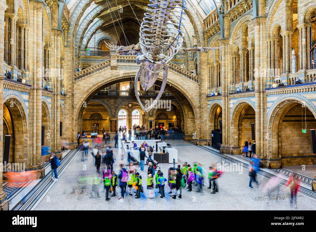 Besucher des Museums. Whale skelton, genannt Hope, in der Hintze Hall. Naturkundemuseum. Kensington & Chelsea, , London, United Kindom, Stockfoto