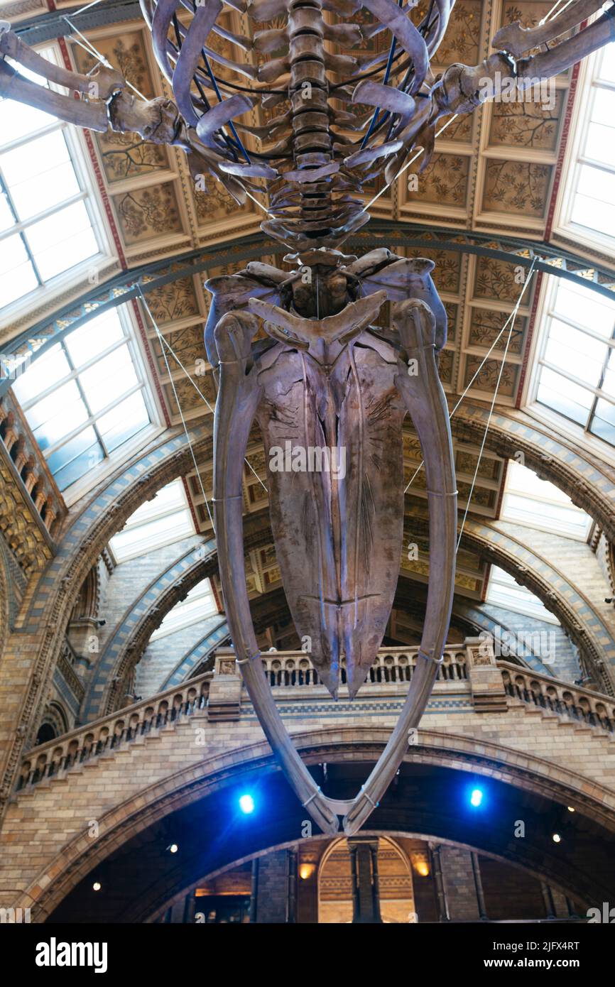 Whale skelton, genannt Hope, in der Hintze Hall. Naturkundemuseum. Kensington & Chelsea, , London, United Kindom, Europa Stockfoto