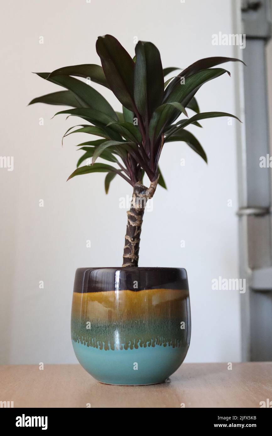 Dekorative Pflanze auf weißem Hintergrund, die in einem abstrakten Behälter platziert wird Stockfoto