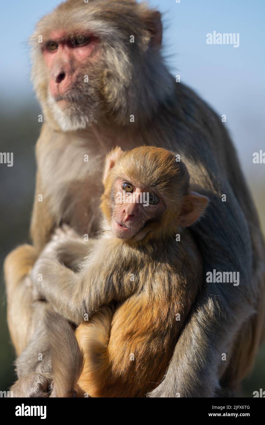 Nahaufnahme von Baby und Mutter Macaque Stockfoto