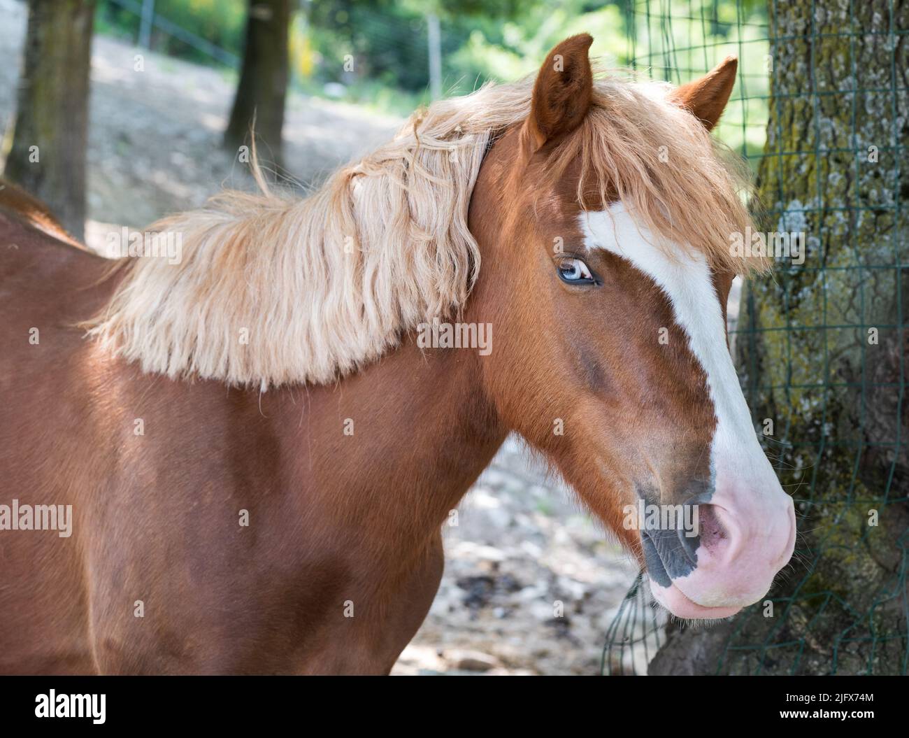 Loyales flaxes Pony mit blauen Augen, das am sonnigen Sommertag auf dem Bauernhof in der Nähe des Baumstammes steht Stockfoto