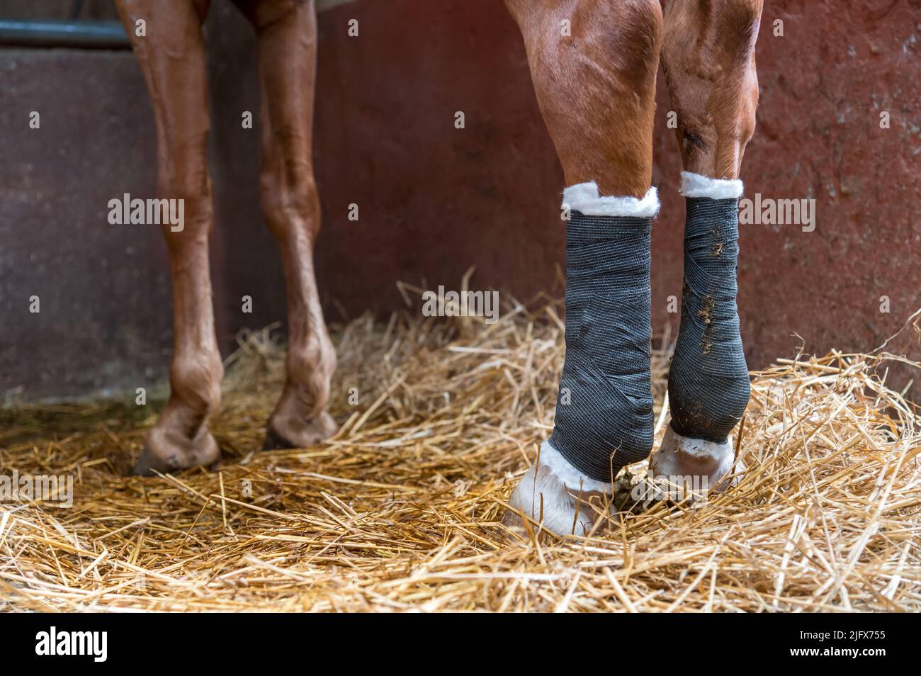 Kastanienpferd mit runden Hinterbeinen, die auf Heu im Stall im Stall stehen Stockfoto