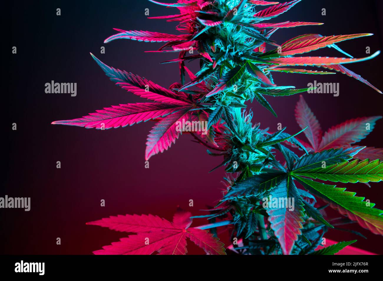 Die Blätter einer Cannabispflanze aus der Nähe. Farblich rosa Blatt von medizinischem Marihuana auf dunklem Hintergrund. Foto der modernen ästhetischen Kunst von Cannabisblättern in pu Stockfoto